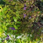 Σοφια Παπανδρουλακη