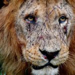 Anthony Wing (Oystertaker)