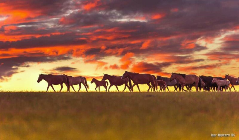 Hosoo & Transmongolia