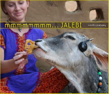 Cows......Love.....jalebis.....and JALEBI Music !!  ♥´♫•♥ by JALEBI Music